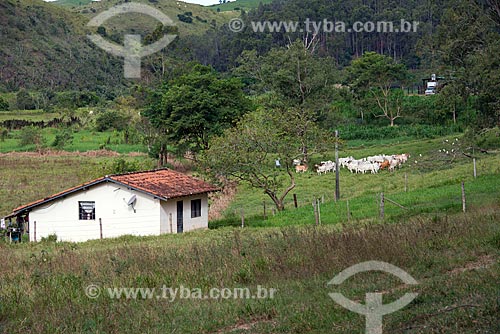  Cattle raising in the pasture - Jacarei city rural zone  - Jacarei city - Sao Paulo state (SP) - Brazil