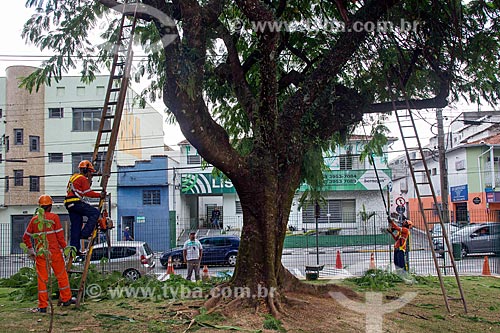  Labourer of city hall making the pruning tree  - Jacarei city - Sao Paulo state (SP) - Brazil