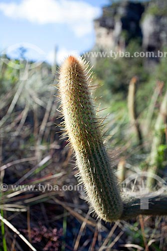  Detail of cactus - Ibitipoca State Park  - Lima Duarte city - Minas Gerais state (MG) - Brazil