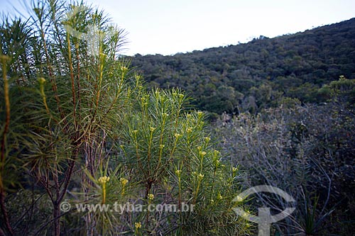  Vegetation - Ibitipoca State Park - during the water circuit trail  - Lima Duarte city - Minas Gerais state (MG) - Brazil