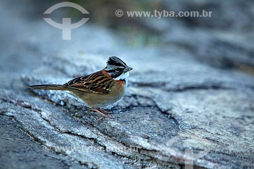  Detail of the rufous-collared sparrow (Zonotrichia capensis) - Ibitipoca State Park  - Lima Duarte city - Minas Gerais state (MG) - Brazil