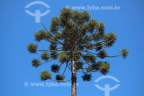  Detail of Araucaria (Araucaria angustifolia) - Ibitipoca State Park  - Lima Duarte city - Minas Gerais state (MG) - Brazil