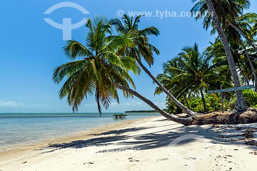  View of the coconut palm - Tip of Castelhanos waterfront  - Cairu city - Bahia state (BA) - Brazil