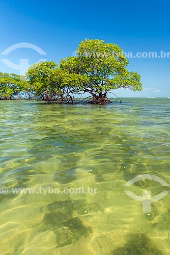  Tree - Tip of Castelhanos waterfront  - Cairu city - Bahia state (BA) - Brazil