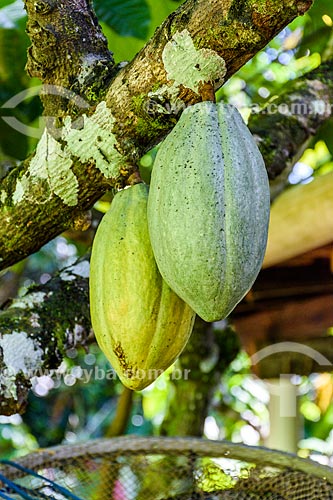  Detail of cacao still at cocoa tree (Theobroma cacao) near to Cleandro Waterfall  - Itacare city - Bahia state (BA) - Brazil