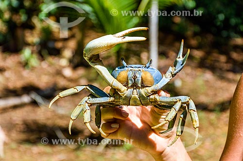  Detail of blue land crab (Cardisoma guanhumi) near to Cleandro Waterfall  - Itacare city - Bahia state (BA) - Brazil