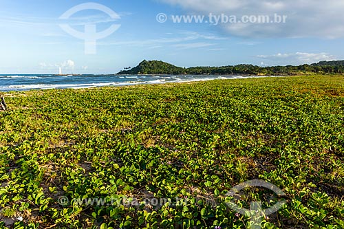  View of the Pontal Beach waterfront  - Itacare city - Bahia state (BA) - Brazil