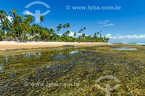  View of the Bombaca Beach waterfront  - Marau city - Bahia state (BA) - Brazil