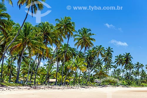  Coconut palms - Bombaca Beach waterfront  - Marau city - Bahia state (BA) - Brazil