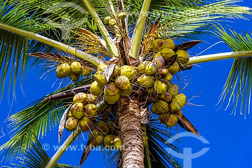  Detail of coconut palm - Tres Coqueiros Beach (Three Coconut Trees Beach)  - Marau city - Bahia state (BA) - Brazil