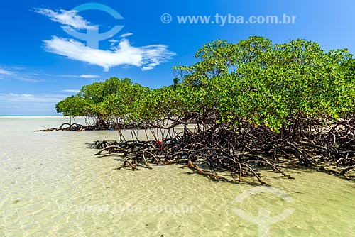  Mangrove - Encanto Beach waterfront  - Cairu city - Bahia state (BA) - Brazil
