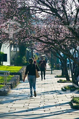  View of sidewalk of Canela city with flowering cherry-tree  - Canela city - Rio Grande do Sul state (RS) - Brazil