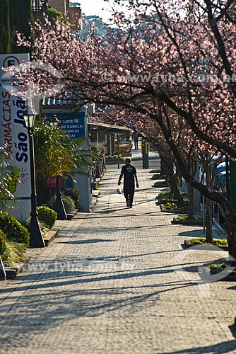  View of sidewalk of Canela city with flowering cherry-tree  - Canela city - Rio Grande do Sul state (RS) - Brazil