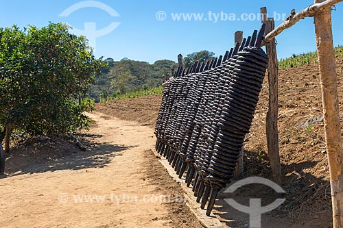  Detail of drying of the tobacco twist - Guarani city rural zone  - Guarani city - Minas Gerais state (MG) - Brazil