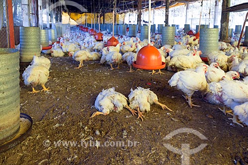  Inside of chicken farm - Guarani city rural zone  - Guarani city - Minas Gerais state (MG) - Brazil