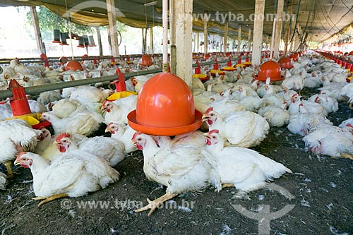  Inside of chicken farm - Guarani city rural zone  - Guarani city - Minas Gerais state (MG) - Brazil