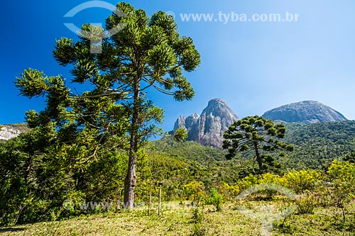  View of the araucaria (Araucaria angustifolia) - Tres Picos State Park with the Tres Picos de Salinas (Three Peaks of Salinas) in the background  - Teresopolis city - Rio de Janeiro state (RJ) - Brazil