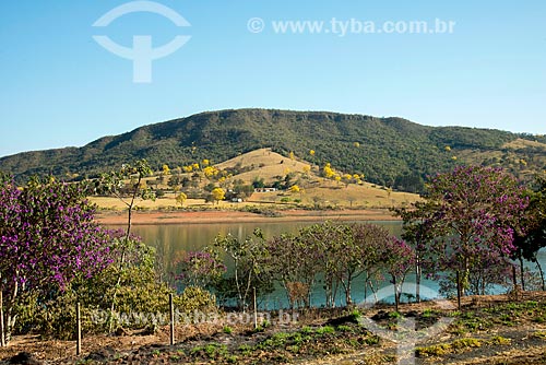  Yellow Ipe Trees on the banks of the Furnas Dam  - Capitolio city - Minas Gerais state (MG) - Brazil