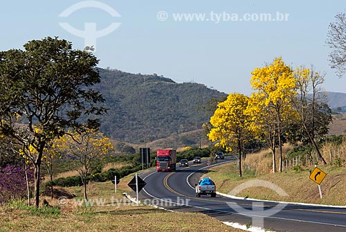  View of Yellow Ipe Trees on the banks of the Newton Penido Highway (MG-050)  - Capitolio city - Minas Gerais state (MG) - Brazil
