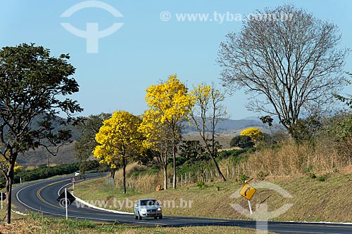  View of Yellow Ipe Trees on the banks of the Newton Penido Highway (MG-050)  - Capitolio city - Minas Gerais state (MG) - Brazil