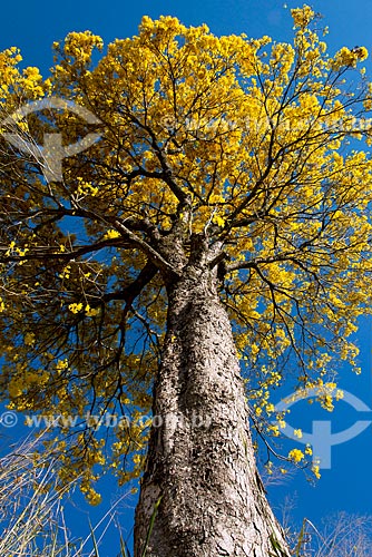  Detail of Yellow Ipe Tree  - Capitolio city - Minas Gerais state (MG) - Brazil