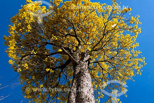  Detail of Yellow Ipe Tree  - Capitolio city - Minas Gerais state (MG) - Brazil