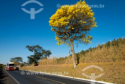  View of Yellow Ipe Tree on the banks of the Newton Penido Highway (MG-050)  - Capitolio city - Minas Gerais state (MG) - Brazil