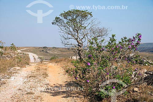  Dirt road - Sao Roque de Minas city rural zone  - Sao Roque de Minas city - Minas Gerais state (MG) - Brazil