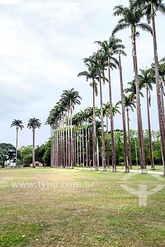  Imperial palms - Roberto Burle Marx City Park  - Sao Jose dos Campos city - Sao Paulo state (SP) - Brazil