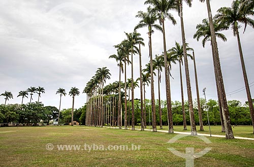  Imperial palms - Roberto Burle Marx City Park  - Sao Jose dos Campos city - Sao Paulo state (SP) - Brazil