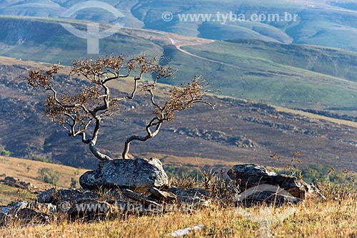  Altitude grasslands in the Serra da Canastra National Park  - Sao Roque de Minas city - Minas Gerais state (MG) - Brazil