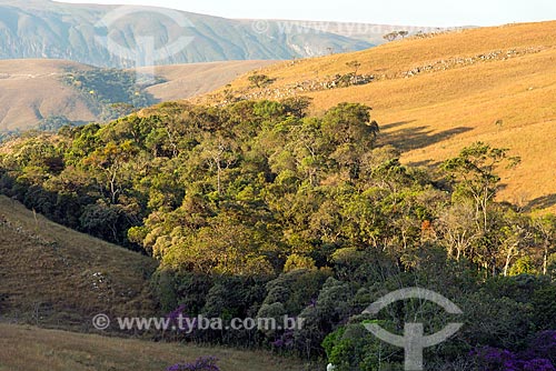  Native forest and Altitude grasslands in the Serra da Canastra National Park  - Sao Roque de Minas city - Minas Gerais state (MG) - Brazil