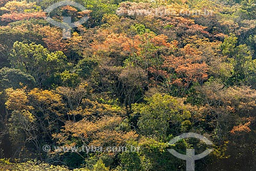  Germination of foliage in trees  - Sao Roque de Minas city - Minas Gerais state (MG) - Brazil