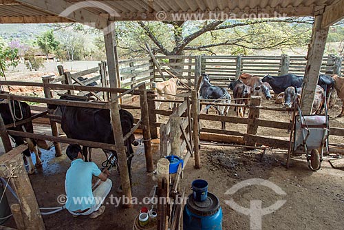  Mechanized milking - farm - Vargem Bonita city rural zone  - Vargem Bonita city - Minas Gerais state (MG) - Brazil