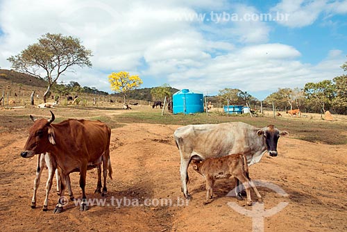  Milk cows and calves - farm - Vargem Bonita city rural zone  - Vargem Bonita city - Minas Gerais state (MG) - Brazil