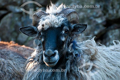  Detail of sheep of the Creole breed - farm  - Sao Francisco de Paula city - Rio Grande do Sul state (RS) - Brazil