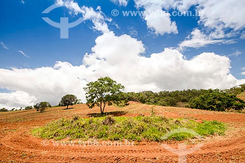  Trees amid the corn plantation area - Guarani city rural zone  - Juiz de Fora city - Minas Gerais state (MG) - Brazil