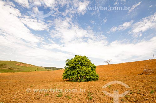  Tree amid the corn plantation area - Guarani city rural zone  - Juiz de Fora city - Minas Gerais state (MG) - Brazil