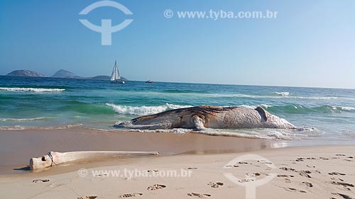  Dead humpback whale stranded on the shore of Ipanema Beach  - Rio de Janeiro city - Rio de Janeiro state (RJ) - Brazil