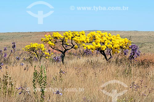  View of the yellow ipe tree - Serra da Canastra National Park  - Sao Roque de Minas city - Minas Gerais state (MG) - Brazil