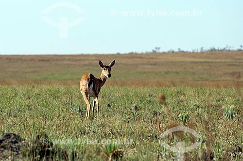  Pampas deer (Ozotoceros bezoarticus) - Serra da Canastra National Park  - Sao Roque de Minas city - Minas Gerais state (MG) - Brazil