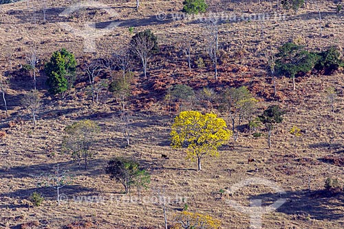  Yellow Ipe Tree - Sao Roque de Minas city rural zone  - Sao Roque de Minas city - Minas Gerais state (MG) - Brazil
