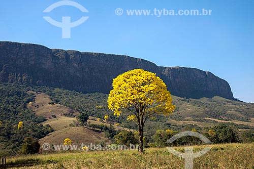  Yellow Ipe Tree - Sao Roque de Minas city rural zone  - Sao Roque de Minas city - Minas Gerais state (MG) - Brazil