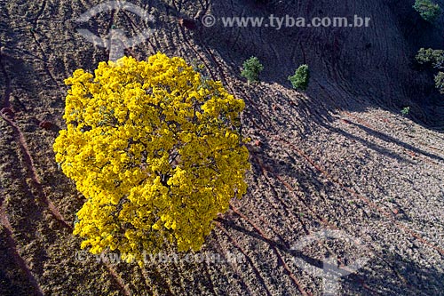  Picture taken with drone of the Yellow Ipe Tree - Sao Roque de Minas city rural zone  - Sao Roque de Minas city - Minas Gerais state (MG) - Brazil