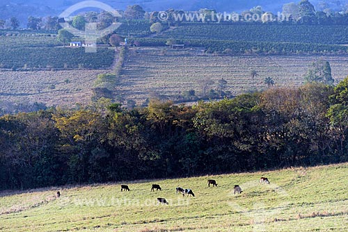  Cattle raising in the pasture - Sao Roque de Minas city rural zone  - Sao Roque de Minas city - Minas Gerais state (MG) - Brazil