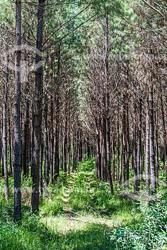  Pine tree plantation  - Canela city - Rio Grande do Sul state (RS) - Brazil