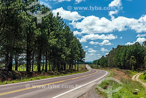  Snippet of RS-020 Highway near to Cambara do Sul city  - Cambara do Sul city - Rio Grande do Sul state (RS) - Brazil