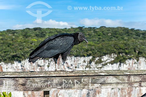 Detail of black vulture (Coragyps atratus) - also known as the American black vulture - Aparados da Serra National Park  - Cambara do Sul city - Rio Grande do Sul state (RS) - Brazil
