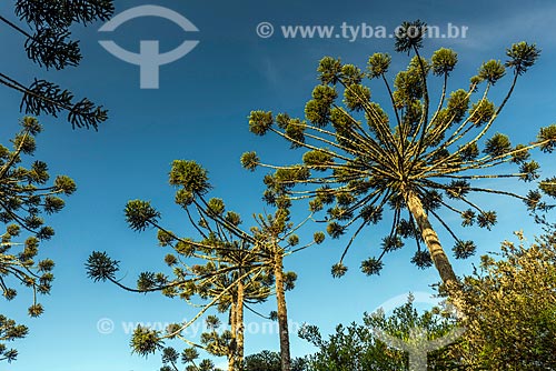  Detail of araucarias (Araucaria angustifolia) - Aparados da Serra National Park  - Cambara do Sul city - Rio Grande do Sul state (RS) - Brazil