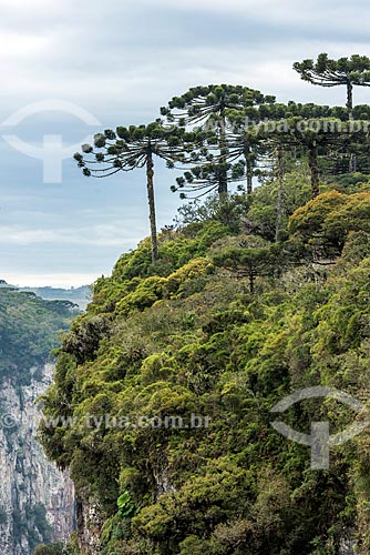  View of the Itaimbezinho Canyon during the vertice trail - Aparados da Serra National Park  - Cambara do Sul city - Rio Grande do Sul state (RS) - Brazil